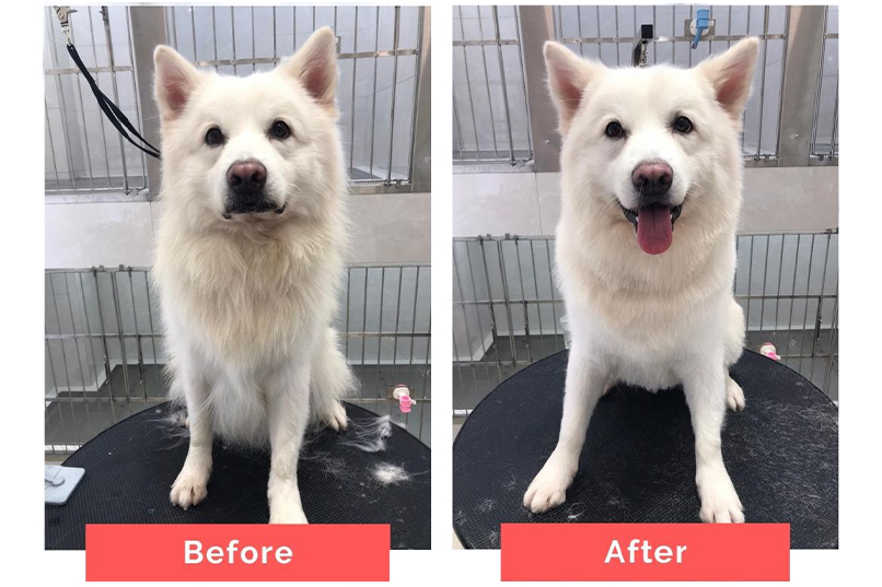 Dog's coat before and after grooming
